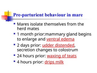Pre-parturient behaviour in mare
 Mares isolate themselves from the
herd mates
 1 month prior:mammary gland begins
to enlarge and ventral edema

2 days prior: udder distended,
secretion changes to colostrum
 24 hours prior: waxing of teats
 4 hours prior: drips milk
 