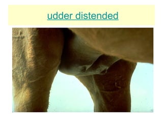 udder distended
 