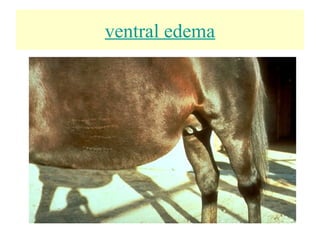ventral edema
 