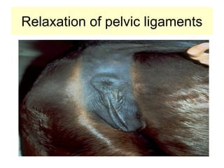 Relaxation of pelvic ligaments
 