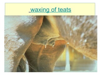waxing of teats
 