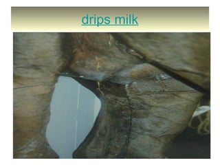 drips milk
 