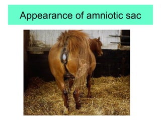 Appearance of amniotic sac
 