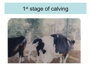 1st
stage of calving
 