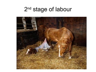 2nd
stage of labour
 