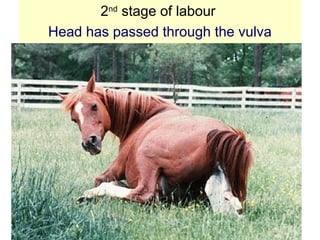 2nd
stage of labour
Head has passed through the vulva
 