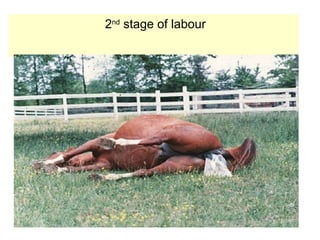 2nd
stage of labour
 