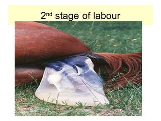 2nd
stage of labour
 