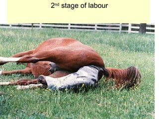 2nd
stage of labour
 