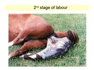 2nd
stage of labour
 