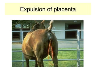 Expulsion of placenta
 