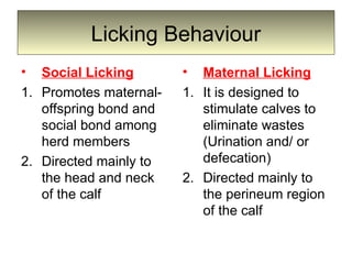 Licking Behaviour
• Social Licking
1. Promotes maternal-
offspring bond and
social bond among
herd members
2. Directed mainly to
the head and neck
of the calf
• Maternal Licking
1. It is designed to
stimulate calves to
eliminate wastes
(Urination and/ or
defecation)
2. Directed mainly to
the perineum region
of the calf
 
