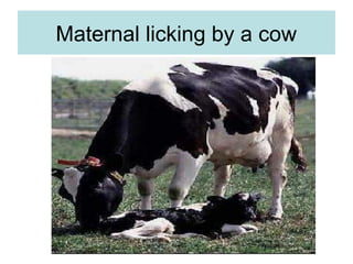 Maternal licking by a cow
 