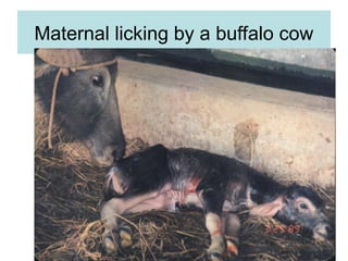 Maternal licking by a buffalo cow
 