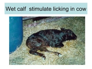 Wet calf stimulate licking in cow
 