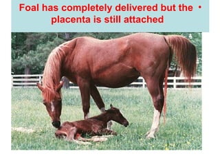 •
Foal has completely delivered but the
placenta is still attached
 