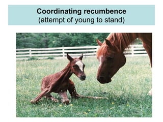 Coordinating recumbence
(attempt of young to stand)
 