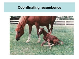 Coordinating recumbence
 