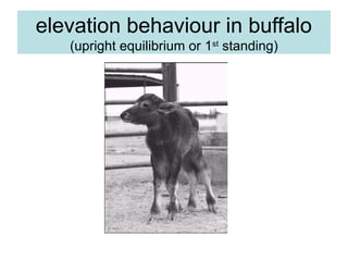 elevation behaviour in buffalo
(upright equilibrium or 1st
standing)
 