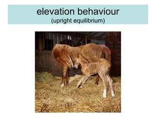 elevation behaviour
(upright equilibrium)
 