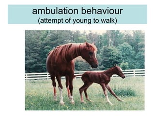 ambulation behaviour
(attempt of young to walk)
 