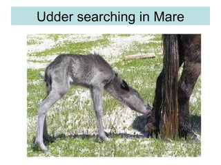 Udder searching in Mare
 