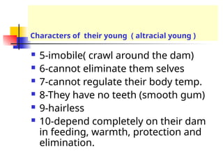 Characters of their young ( altracial young )
 5-imobile( crawl around the dam)
 6-cannot eliminate them selves
 7-cannot regulate their body temp.
 8-They have no teeth (smooth gum)
 9-hairless
 10-depend completely on their dam
in feeding, warmth, protection and
elimination.
 