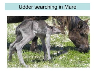 Udder searching in Mare
 
