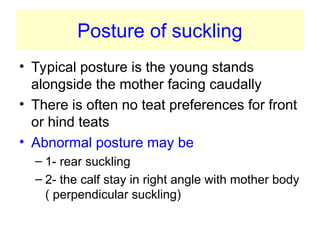 Posture of suckling
• Typical posture is the young stands
alongside the mother facing caudally
• There is often no teat preferences for front
or hind teats
• Abnormal posture may be
– 1- rear suckling
– 2- the calf stay in right angle with mother body
( perpendicular suckling)
 