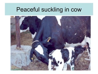 Peaceful suckling in cow
 