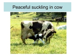 Peaceful suckling in cow
 