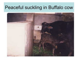 Peaceful suckling in Buffalo cow
 