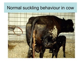 Normal suckling behaviour in cow
 