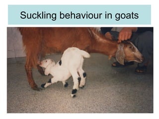 Suckling behaviour in goats
 