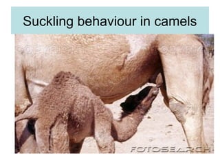Suckling behaviour in camels
 