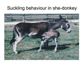 Suckling behaviour in she-donkey
 