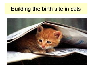 Building the birth site in cats
 