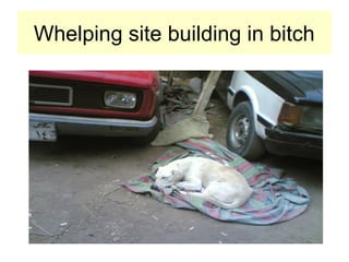 Whelping site building in bitch
 
