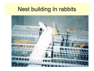 Nest building In rabbits
 