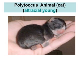 Polytoccus Animal (cat)
(altracial young)
 