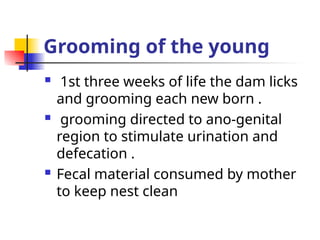 Grooming of the young
 1st three weeks of life the dam licks
and grooming each new born .
 grooming directed to ano-genital
region to stimulate urination and
defecation .
 Fecal material consumed by mother
to keep nest clean
 