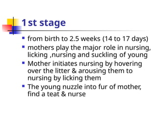 1st stage
 from birth to 2.5 weeks (14 to 17 days)
 mothers play the major role in nursing,
licking ,nursing and suckling of young
 Mother initiates nursing by hovering
over the litter & arousing them to
nursing by licking them
 The young nuzzle into fur of mother,
find a teat & nurse
 