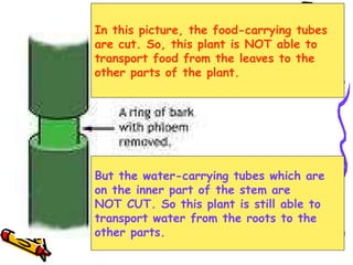 In this picture, the food-carrying tubes are cut. So, this plant is NOT able to transport food from the leaves to the other parts of the plant.  But the water-carrying tubes which are  on the inner part of the stem are  NOT CUT. So this plant is still able to  transport water from the roots to the other parts. 