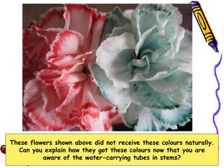 These flowers shown above did not receive these colours naturally. Can you explain how they got these colours now that you are aware of the water-carrying tubes in stems? 