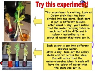 This experiment is exciting. Look at Celery stalk that has been  divided into two parts. Each part is put in different colours. after about 1 day, you’ll notice that the water carrying tubes in each half will be different in colour – according to the colour of water they were put in. Each celery is put into different coloured water. after a day, take out the celery stalks and cut across the stem.  You will notice that the  water-carrying tubes in each will have the colour of water that the stem was put in. Try this experiment! 