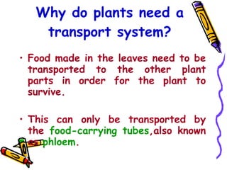 Why do plants need a transport system? Food made in the leaves need to be transported to the other plant parts in order for the plant to survive. This can only be transported by the  food-carrying tubes ,also known as  phloem . 