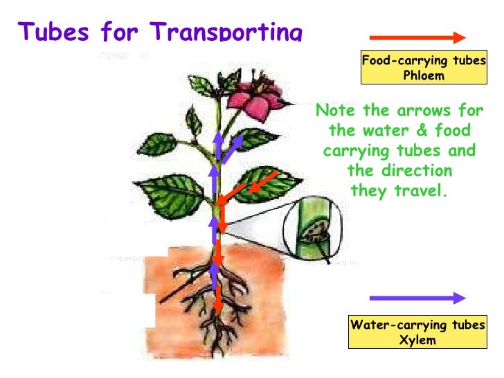 P5 Science Plant Transport System