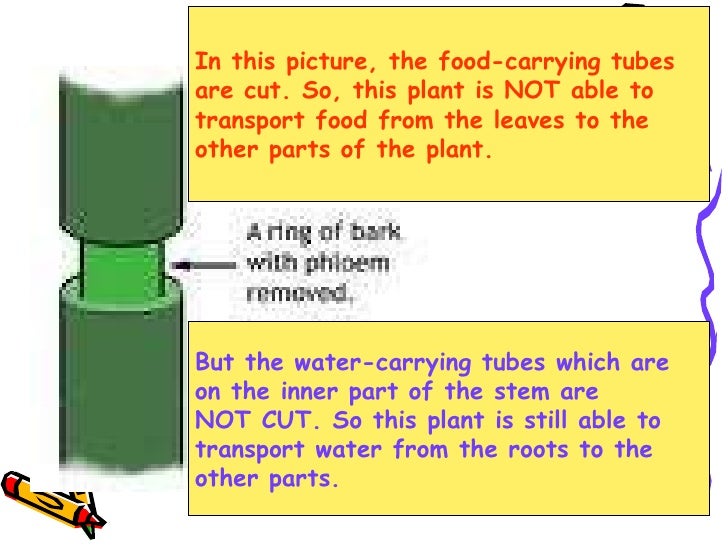 P5 Science Plant Transport System
