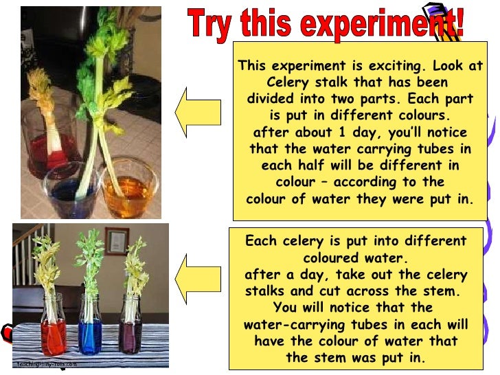P5 Science - Plant Transport System