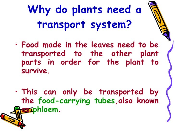P5 Science - Plant Transport System